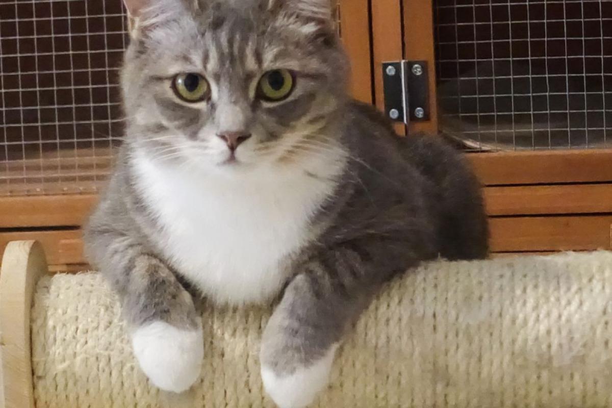 Castreren + chippen van kat