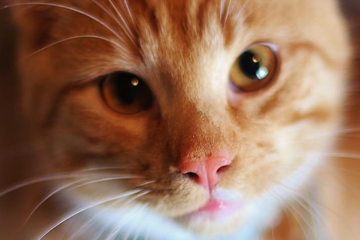 Steriliseren van gechipte kat