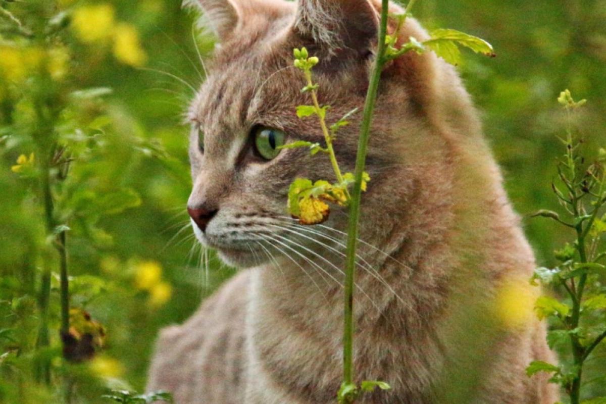 Steriliseren van gechipte kat