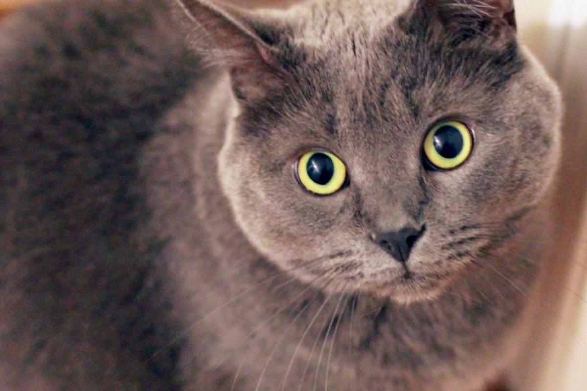 Steriliseren van gechipte kat