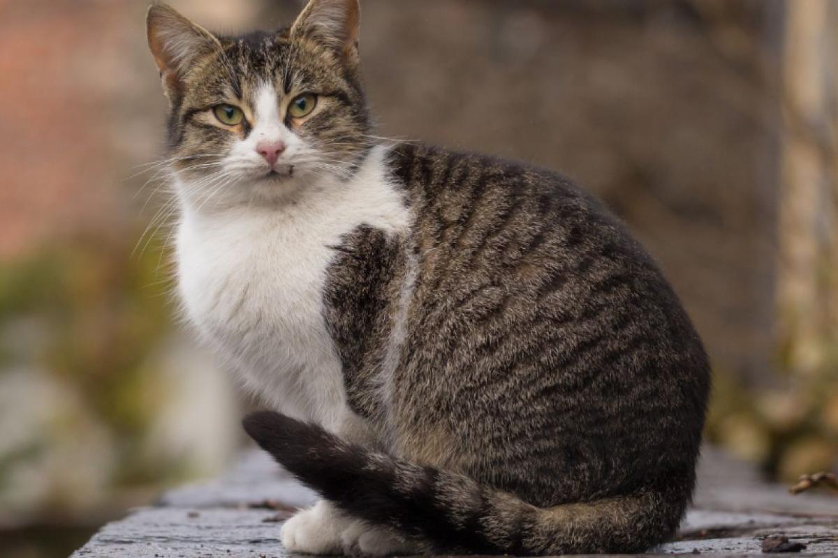 Steriliseren + chippen van kat