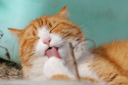 Steriliseren van gechipte kat